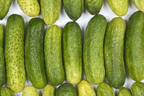 Fresh pickling cucumbers Stock Photos