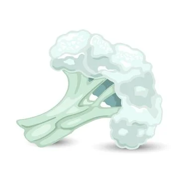 Fresh piece of cauliflower cabbage Stock Illustration