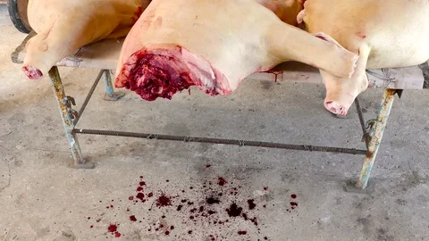 Fresh pig carcass bleeding Stock Footage 78929122