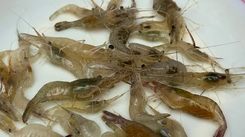 A fresh pile of raw, translucent small shrimp are presented on a white surfac Foto stock