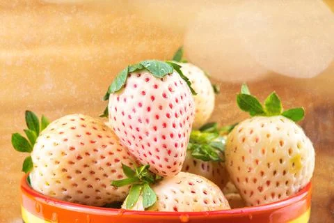Fresh pine berries Foto stock