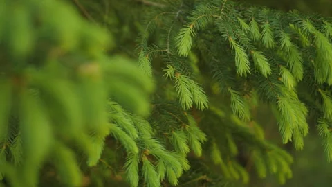 Fresh Pine Branch Wind Swaying. Clean Ecology of Nature. Evergreen Fir Tree.. Stock Footage 295425153