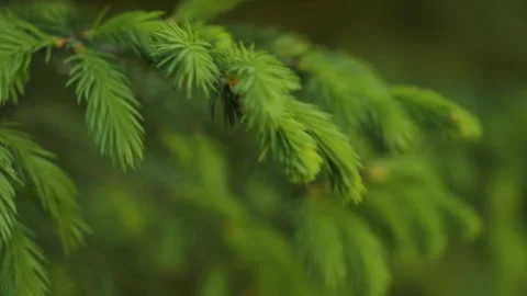 Fresh Pine Branch Wind Swaying. Clean Ecology of Nature. Evergreen Fir Tree.. Stock-Footage 297418762