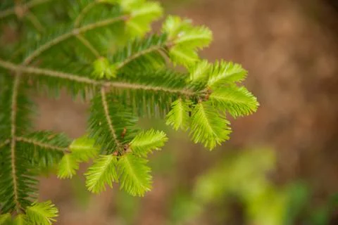 Fresh pine buds for syrup. Pine bud syrup is very healthy and you can treat a Stock Photos