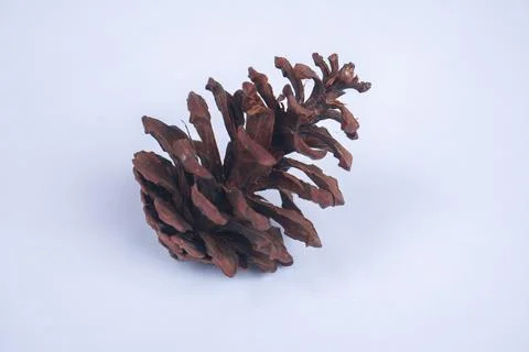Fresh pine cone in nature with white background. 写真素材