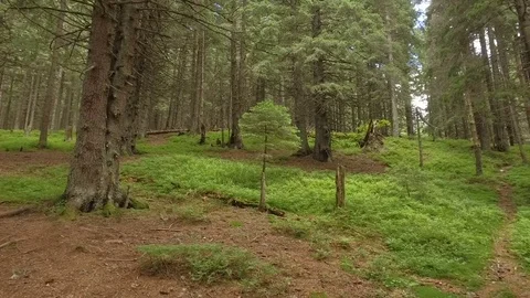 Fresh pine forest in summer, with a dead broken hornbeam in terms of moss 動画素材 73537018