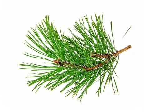 Fresh Pine Needle Isolated on White Background Representing Winter Botanica.. Stock Photos