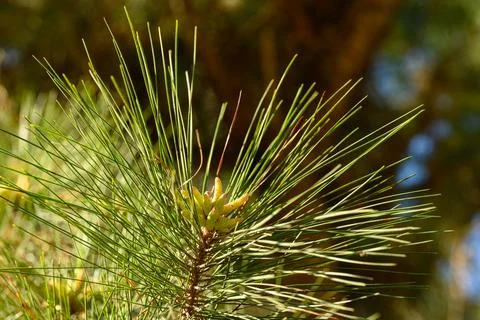 Fresh pine needles arch outward, sharp and green Stock Photos