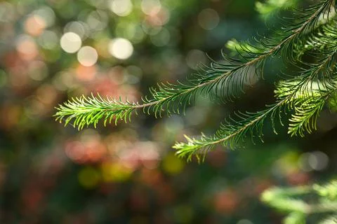 Fresh pine needles gleam in soft sunlight Stock Photos