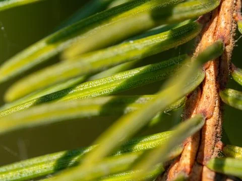 Fresh pine needles glow in sunlight Stock Photos