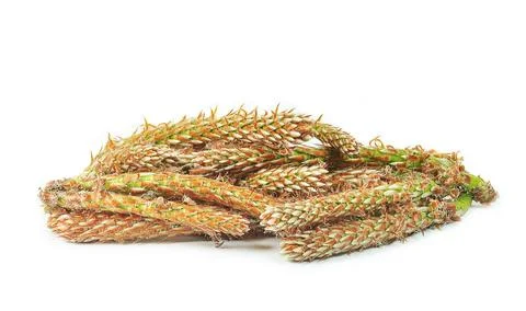 Fresh pine shoots Stock Photos