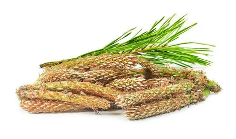 Fresh pine shoots Stock Photos