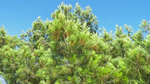 Fresh pine tree branches with green needles move by wind on blue sky background Stock Footage 150101765