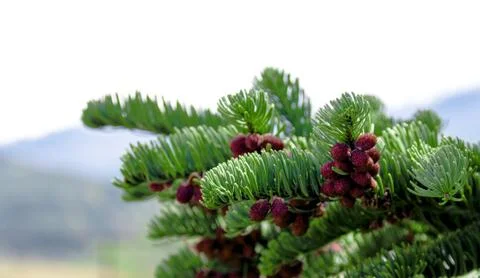 Fresh pine tree growth budding red pine cones Stock Photos