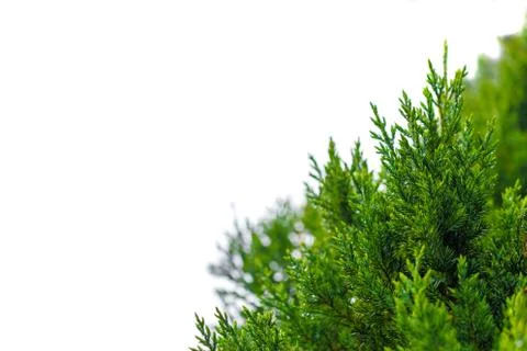 Fresh pine tree isolated in corner on white background Stock Photos