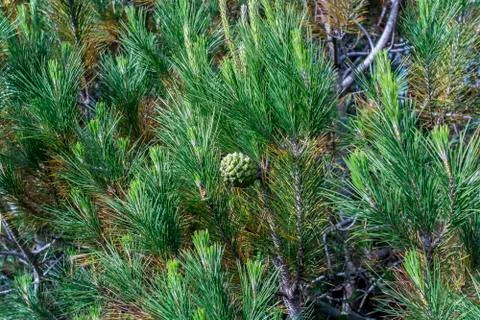 Fresh pine tree Stock Photos