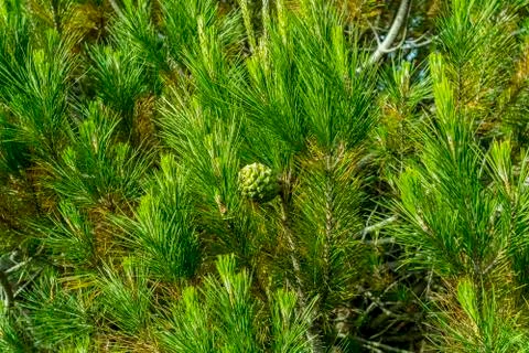 Fresh pine tree Stock Photos