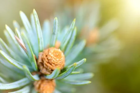Fresh pine tree sprout Stock Photos
