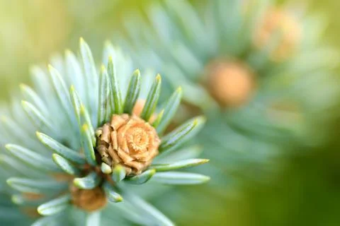 Fresh pine tree sprout Stock Photos
