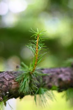 Fresh Pine Twig in Lush Forest: Capturing Nature's Renewal and Growth 库存照片