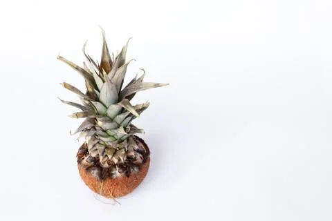 Fresh pineapple and coconuts on white background Stock Photos