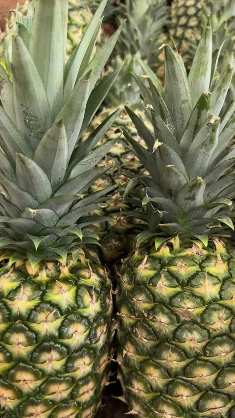Fresh Pineapple Crowns Close-Up on Market Pile Stock Footage 337911575