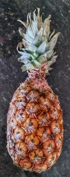 Fresh Pineapple on Dark Background Stock Photos