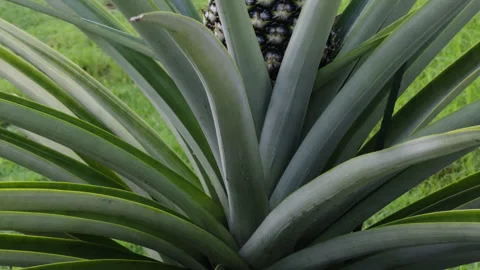 Fresh Pineapple fruit and plant, Malaysia Stock Footage 254754064