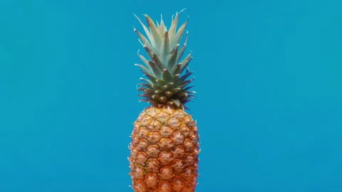 Fresh pineapple fruit on blue background. Slow motion 스톡 동영상 293625515