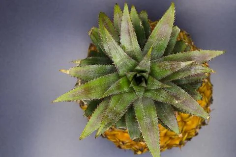Fresh Pineapple Fruit Top View Abstract (Ananas comosus) Stock Photos