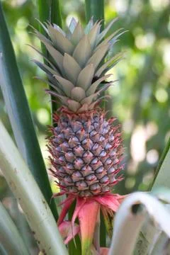 Fresh pineapple Stock Photos