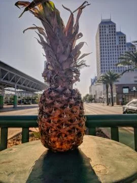 Fresh Pineapple Stock Photos