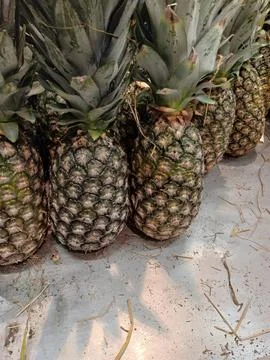 Fresh pineapples on display Foto stock