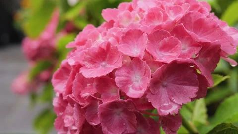 Fresh pink and white hydrangea Stock Footage 317459801