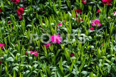 Fresh pink carnation flowers (Dianthus caryophyllus) and green leaves, side view Stock Photos