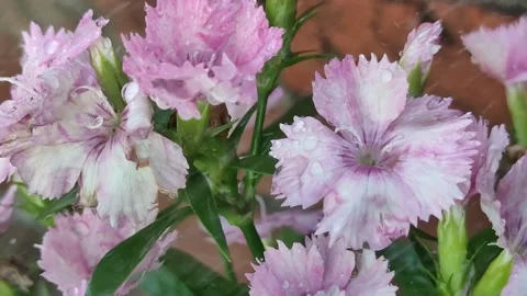 Fresh Pink Carnations in Bloom 库存影片 338234509