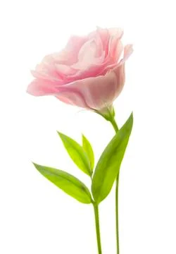 Fresh pink eustoma with green leaves isolated on white Foto stock