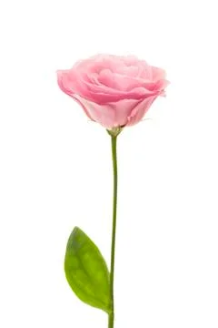 Fresh pink eustoma isolated on white Stock Photos