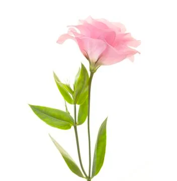 Fresh pink eustoma isolated on white background Stock Photos
