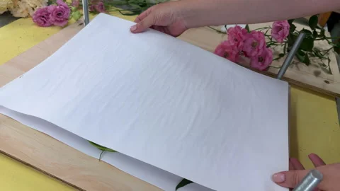 Fresh pink flowers being pressed in a wooden flower press for botanical crafts.  Stock Footage 314076596