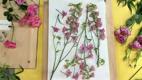 Fresh pink flowers being pressed in a wooden flower press for botanical crafts.  Stock Footage 314076974