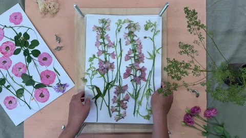 Fresh pink flowers being pressed in a wooden flower press for botanical crafts.  Vídeo Stock 314176450
