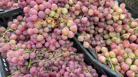 Fresh Pink Grapes in Black Crates at Supermarket Stock Footage 345932017