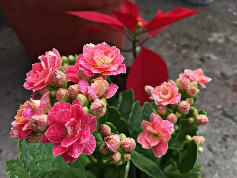 The fresh pink kalanchoe flower Stock Photos