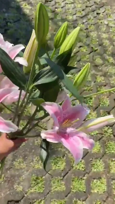 Fresh pink lily Stock Footage 312891276