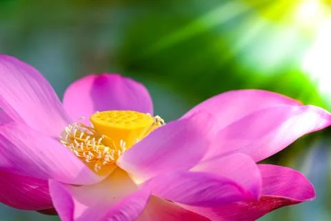 Fresh pink lotus flower Stock Photos