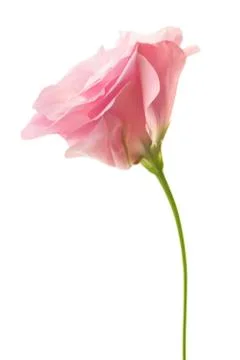Fresh pink minimalistic eustoma isolated on white Stock Photos