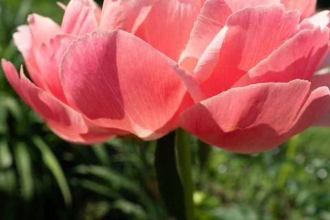 Fresh pink peony, side view. Flower large bud. Peony bud shot at close range for Stock Photos