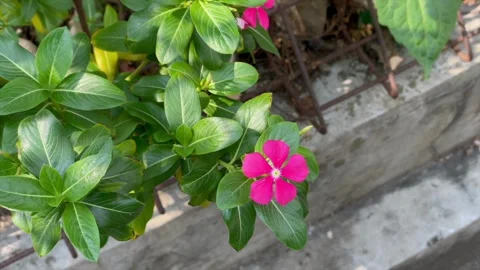 Fresh pink periwinkle flower Vídeos de archivo 344112392