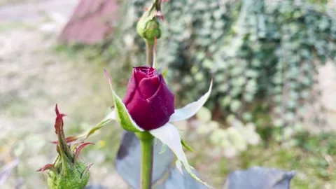 Fresh pink rose 스톡 동영상 220613812